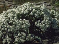 Crambe maritima 40, Zeekool, Saxifraga-Jan van der Straaten