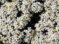 Crambe maritima 41, Zeekool, Saxifraga-Ed Stikvoort