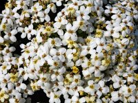 Crambe maritima 42, Zeekool, Saxifraga-Ed Stikvoort