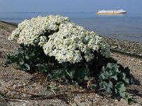 Crambe maritima 43, Zeekool, Saxifraga-Ed Stikvoort