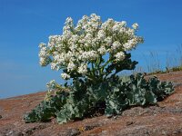 Crambe maritima 45, Zeekool, Saxifraga-Ed Stikvoort