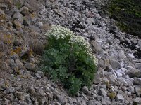 Crambe maritima 5, Zeekool, Saxifraga-Peter Meininger