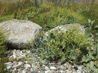 Sea kale (Crambe maritima) with seed balls on beach with bouldes and pebbles  Fyns Hoved, Funen, Denmark : beach, crambe maritima, flora, floral, green, growth, natural, nature, pebble, pebbles, plant, sea kale, seaside, seed, seeds, summer, summertime