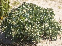 Sea kale (Crambe maritima), flowering  Sea kale (Crambe maritima), flowering : city, Europe, European, Friesland, Dutch, Fryslan, Holland, Netherlands, Starum, Stavoren, town, beauty, beauty in nature, bloom, blooming, crambe, flora, floral, flower, flowering, flowers, green, hansa city, crambe maritima, in flower, natural, nature, no people, nobody, outdoor, outdoors, outside, plant, sea cole, sea colewort, sea kale, seakale, summer, summertime, vascular, white