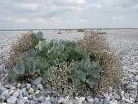 Crambe maritima 54, Zeekool, Saxifraga-Willem van Kruijsbergen