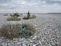 Crambe maritima 55, Zeekool, Saxifraga-Willem van Kruijsbergen