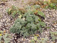 Crambe maritima 59, Zeekool, Saxifraga-Hans Grotenhuis