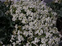 Crambe maritima 6, Zeekool, Saxifraga-Peter Meininger