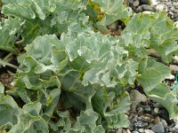 Crambe maritima 60, Zeekool, Saxifraga-Hans Grotenhuis