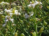Crambe maritima 62, Zeekool, Saxifraga-Hans Grotenhuis