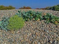 Crambe maritima 63, Zeekool, Saxifraga-Hans Grotenhuis