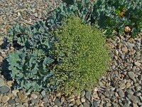 Crambe maritima 64, Zeekool, Saxifraga-Hans Grotenhuis