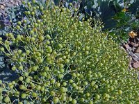 Crambe maritima 65, Zeekool, Saxifraga-Hans Grotenhuis
