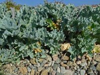 Crambe maritima 66, Zeekool, Saxifraga-Hans Grotenhuis