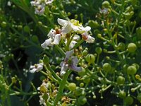 Crambe maritima 67, Zeekool, Saxifraga-Hans Grotenhuis