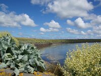 Crambe maritima 68, Zeekool, Saxifraga-Fotot-Fitis-Sytske Dijksen