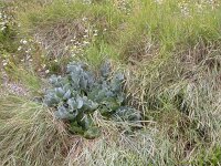 Crambe maritima 7, Zeekool, Saxifraga-Peter Meininger