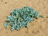 Crambe maritima 70, Zeekool, Saxifraga-Hans Grotenhuis