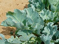Crambe maritima 71, Zeekool, Saxifraga-Hans Grotenhuis