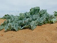 Crambe maritima 72, Zeekool, Saxifraga-Hans Grotenhuis