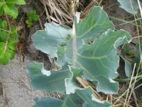 Crambe maritima 8, Zeekool, Saxifraga-Rutger Barendse