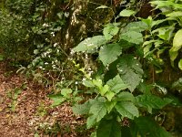 Crambe santosii 2, Saxifraga-Hans Grotenhuis