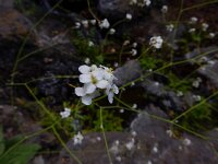Crambe scaberrima 2, Saxifraga-Ed Stikvoort