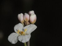 Crambe scoparia 3, Saxifraga-Rutger Barendse