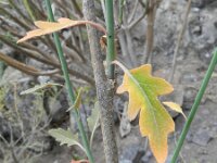 Crambe scoparia 4, Saxifraga-Rutger Barendse