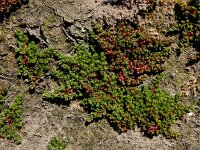 Crassula tillaea 13, Mosbloempje, Saxifraga-Ed Stikvoort