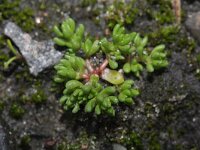 Crassula tillaea 3, Mosbloempje, Saxifraga-Rutger Barendse