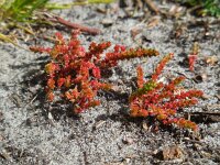 Crassula tillaea 6, Mosbloempje, Saxifraga-Ed Stikvoort