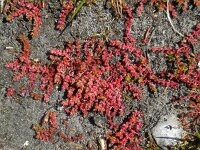Crassula tillaea 8, Mosbloempje, Saxifraga-Ed Stikvoort