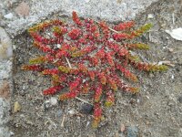 Crassula tillaea 9, Mosbloempje, Saxifraga-Ed Stikvoort