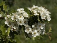 Crataegus azarolus 2, Saxifraga-Jan van der Straaten