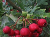 Crataegus monogyna 10, Eenstijlige meidoorn, Saxifraga-Rutger Barendse