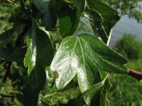 Crataegus monogyna 11, Eenstijlige meidoorn, Saxifraga-Rutger Barendse