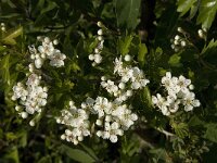 Crataegus monogyna 12, Eenstijlige Meidoorn, Saxifraga-Jan van der Straaten