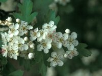 Crataegus monogyna 14, Eenstijlige meidoorn, Saxifraga-Jan van der Straaten