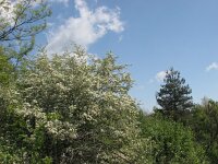 Crataegus monogyna 16, Eenstijlige meidoorn, Saxifraga-Jasenka Topic