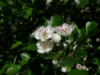 Crataegus monogyna 18, Eenstijlige meidoorn, Saxifraga-Mark Zekhuis
