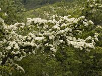Crataegus monogyna 2, Eenstijlige meidoorn, Saxifraga-Marijke Verhagen