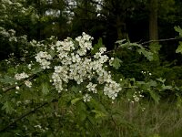 Crataegus monogyna 23, Eenstijlige meidoorn, Saxifraga-Jan van der Straaten