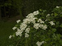 Crataegus monogyna 24, Eenstijlige meidoorn, Saxifraga-Jan van der Straaten