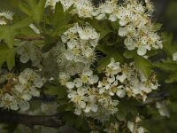 Crataegus monogyna 3, Eenstijlige meidoorn, Saxifraga-Marijke Verhagen