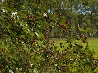 Crataegus monogyna 32, Eenstijlige meidoorn, Saxifraga-Jan van der Straaten