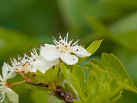 Crataegus monogyna 36, Eenstijlige meidoorn, Saxifraga-Rudmer Zwerver