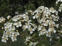 Crataegus monogyna 37, Eenstijlige meidoorn, Saxifraga-Willem van Kruijsbergen