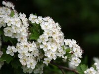 Crataegus monogyna 39, Eenstijlige meidoorn, Saxifraga-Bart Vastenhouw