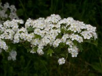 Crataegus monogyna 4, Eenstijlige meidoorn, Saxifraga-Jan Nijendijk